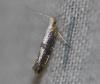 Argyresthia spinosella